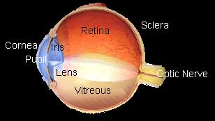 Orthokeratology